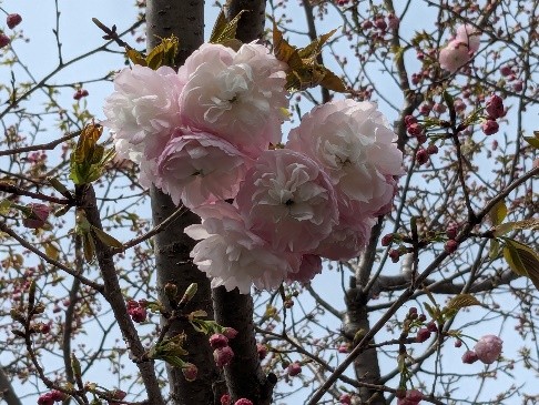 第10章　愉快に死ぬためのレッスン　　その⑴