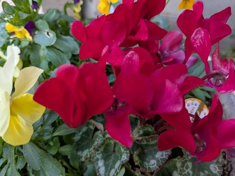 第8章　愉快な愉快な心理療法　その⑶―❷　不思議で愉快な心理療法