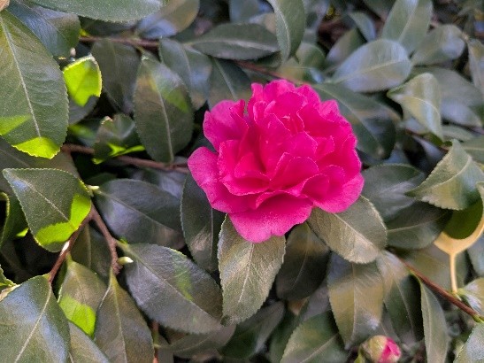 第8章　愉快な愉快な心理療法　その⑶‐❶　『逆説志向療法』